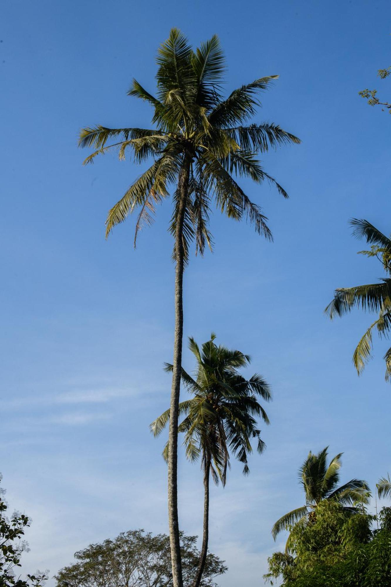 Hotel Roots Retreat Unawatuna Esterno foto